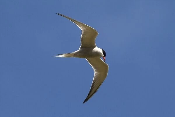 Common Tern - adult Isles of Scilly, July