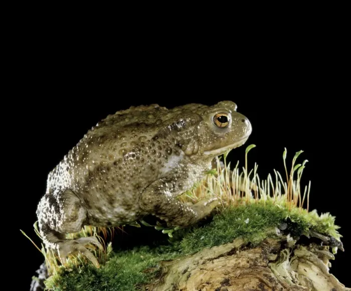 Framed Print : Common Toad Print (LA-2557, Bufo bufo) Framed Print : Common Toad Print (LA-2557, Bufo bufo)