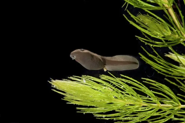 Framed Print : Common Toad Tadpole Print (5 weeks, x0.6)