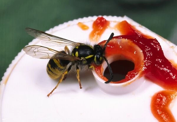 Common Wasp Eating tomato ketchup from the bottle Reading kitchen, UK