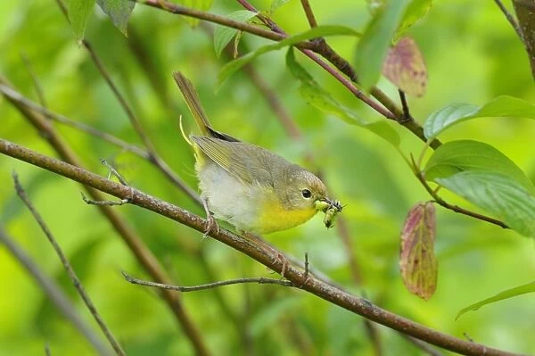 Common Yellowthroat - female with food in mouth - Pacific Northwest - USA - June _D3C2675