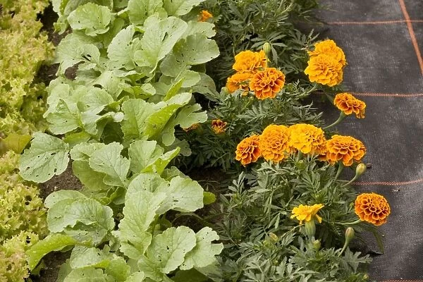 Companion planting, with french marigolds next to turnip seedlings, and Lollo rossa lettuce. Organic gardening