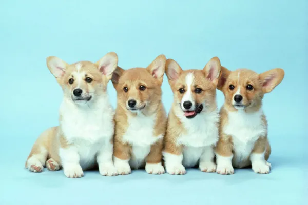 Corgi Dogs - (Pembroke)