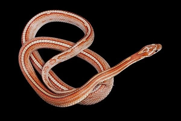 Corn  /  Red Rat Snake - “Miami stripe” mutation - North America