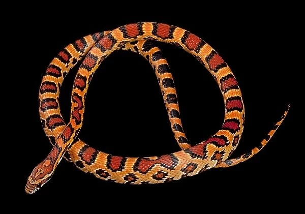 Corn  /  Red Rat Snake - “Okeetee” mutation - North America