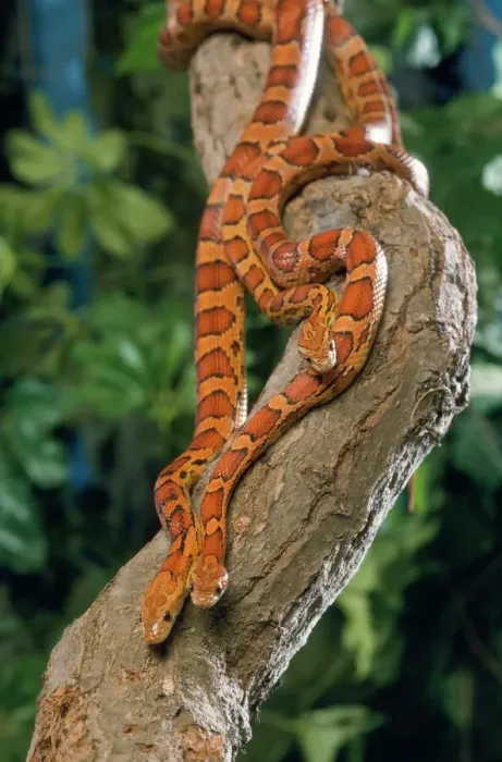 Framed Print : Corn Snake Print - Three Entwined Framed Print : Corn Snake Print - Three Entwined