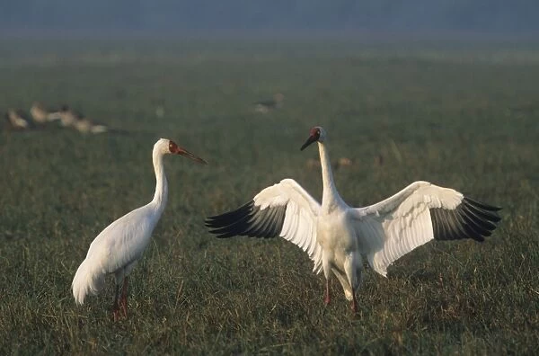 Courtship dance of Siberian Crane, Keoladeo National Park, India