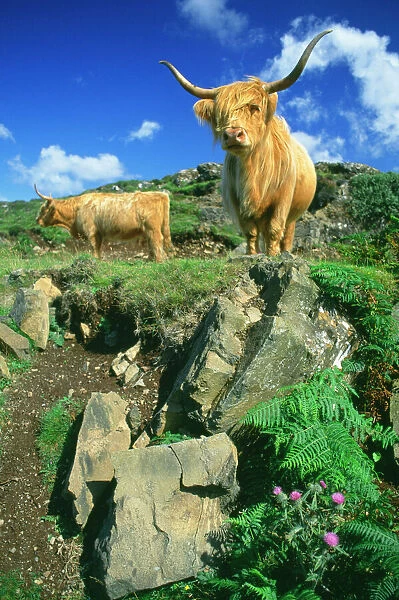 Cows - Highland Cattle