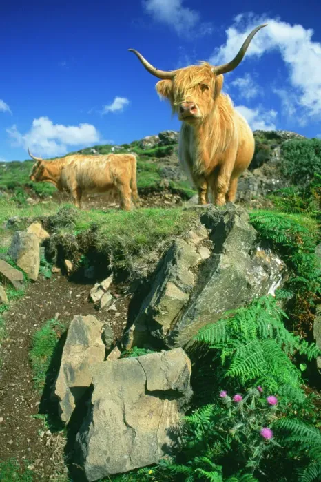 Framed Print : Highland Cattle Print Framed Print : Highland Cattle Print