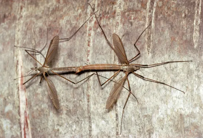 Framed Print : Cranefly Pair Mating Print Framed Print : Cranefly Pair Mating Print