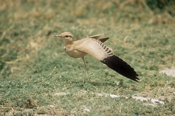Cream Coloured Courser - Juvenile stretching wing 