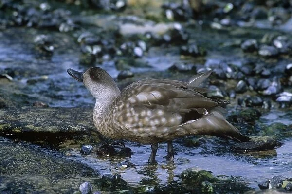 Crested Duck - foraging in shallow pools - Falkland Islands