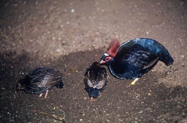 Crested Green Wood Partridge - male with chicks