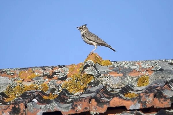 Crested Lark - perched on roof singing, Alentejo, Portugal