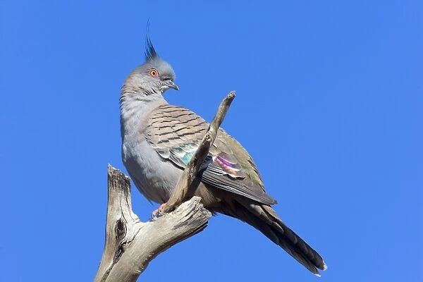 Crested Pigeon - adult pigeon sitting on a dead tree branch looking out - Western Australia, Australia