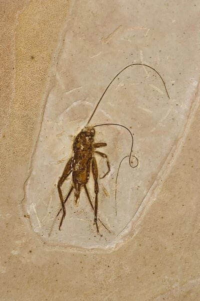 Cricket Fossil - Ceara-Brazil - from Santana Formation - Lower Cretaceous