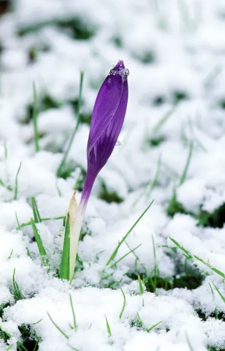 Framed Print : Crocus in the Snow Print Framed Print : Crocus in the Snow Print