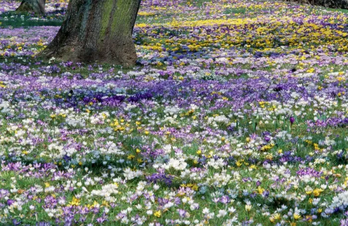 Framed Print : Crocus Spring Bloom Print Framed Print : Crocus Spring Bloom Print