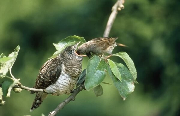 Cuckoo - chick being fed by Dunnock (Prunella modularis)