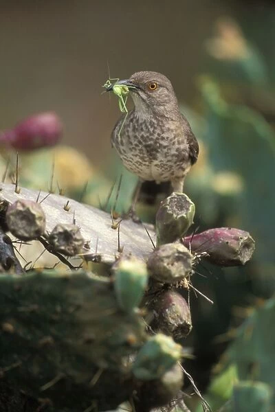 Curve-billed Thrasher - With insect in mouth - Texas - The most common desert thrasher - Resident southwest U.s to southern Mexico - Excellent songster - Eats insects and fruits