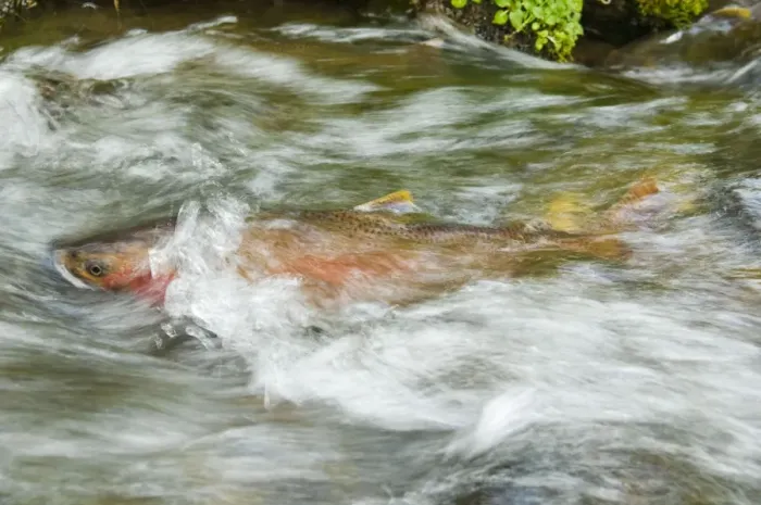 Framed Print : Cutthroat Trout Print, small spawning stream scene Framed Print : Cutthroat Trout Print, small spawning stream scene