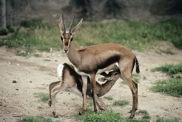 Cuvier's gazelle - female with Infant suckling. Also known as: Atlas gazelle and mountain gazelle Previously known as: Gazella gazelle cuvieri