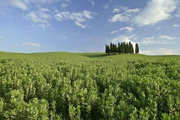 Cypress grove situated on hill Val d Orcia, Tuscany, Italy