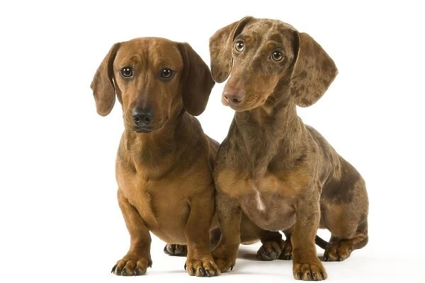 Dachshund - two smooth-haired - one Chocolate Harlequin
