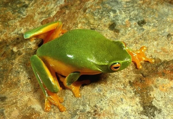 Dainty green treefrog