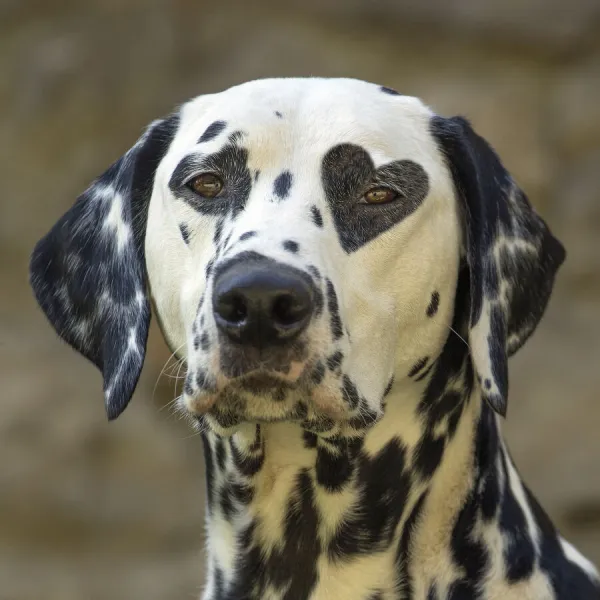 Dalmatian dog hotsell