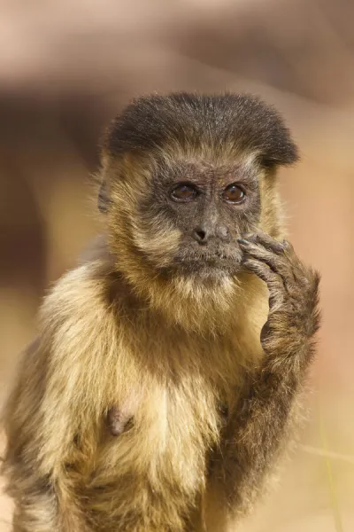 Sao Vicente, Brazil. Macaco Prego monkey (Cebus apella)