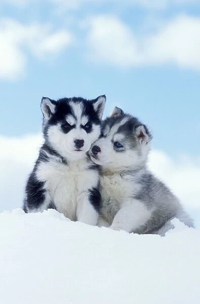 DOG two husky puppies sitting on snow Date (10533711 ...