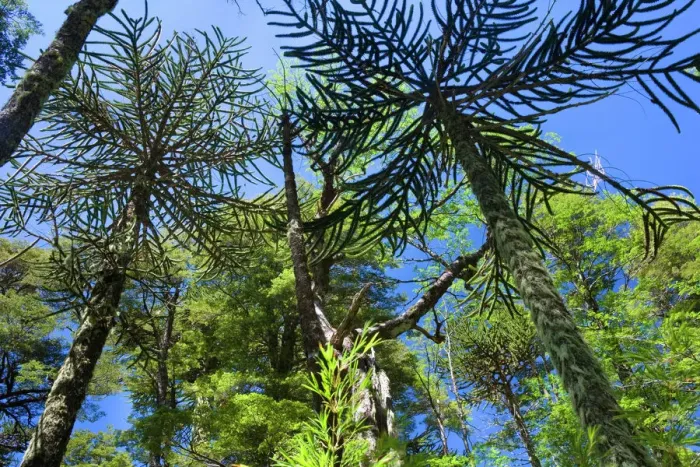 Framed Print : Print of Valdivian temperate rainforest with Monkey Puzzle Trees Framed Print : Print of Valdivian temperate rainforest with Monkey Puzzle Trees