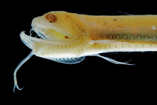 Deep Sea Gulper Eel, Gunther's Boafish (preserved). Circumglobal down to 3, 000m