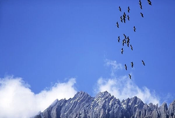 Demoiselle Cranes - in flight over mountains - Nepal
