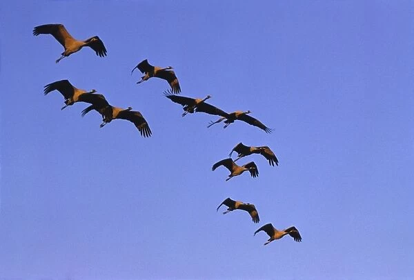 Demoiselle Cranes in flying formation, Jodhpur, India