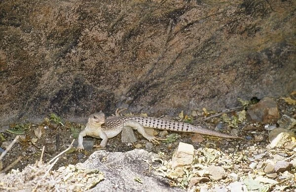 Desert Iguana - scent marking territory with gland on underside of thigh