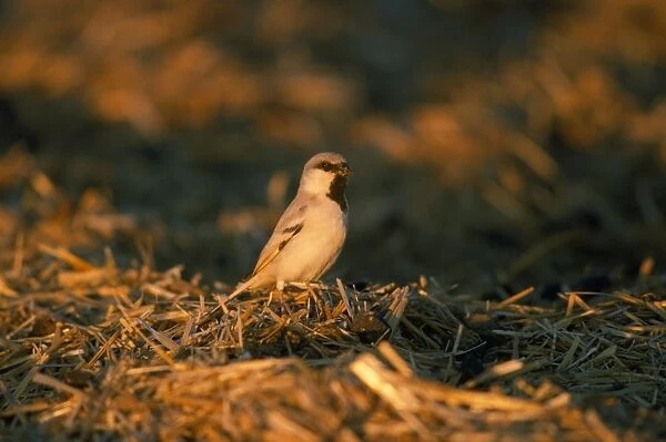 Desert Sparrow - male Merzouga Morocco