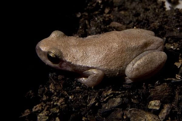 Desert Tree Frog Found largely in the top half of Australia and into southern New Guinea. Widespread even in drier areas although it needs permanent water to survive