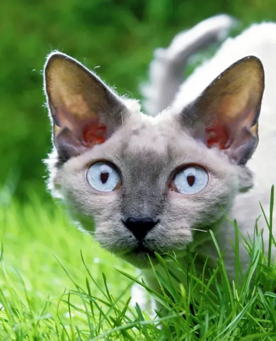 Framed Print : Devon Rex Cat Print LA-1009 Framed Print : Devon Rex Cat Print LA-1009