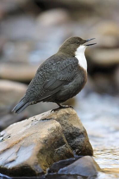 Dipper - singing from rock in stream, Lower Saxony, Germany