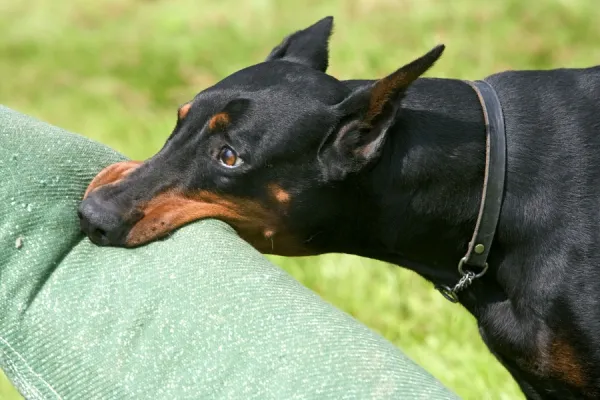 Doberman - biting on toy