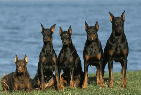 Doberman Dogs Row of 5 sitting next to water