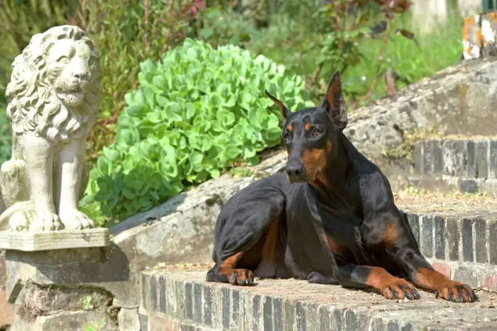 Framed Print : Doberman Print - Lying on Steps