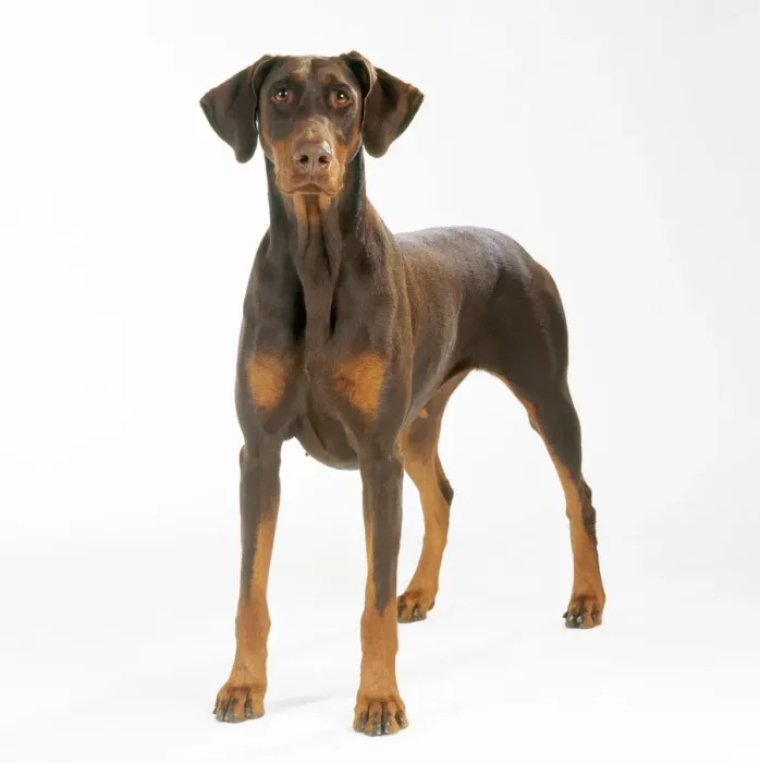 Framed Print : Dobermann Dog Print JD-17149 Framed Print : Dobermann Dog Print JD-17149