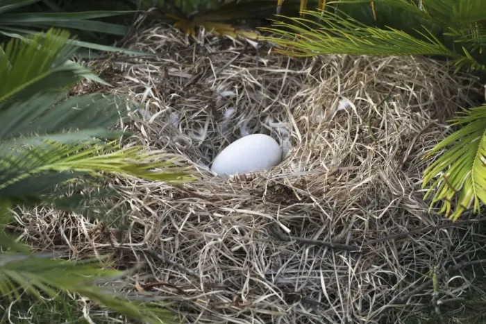 Framed Print : Ardea Wildlife Print - Dodo Nest with Egg Raphus cucullatus Framed Print : Ardea Wildlife Print - Dodo Nest with Egg Raphus cucullatus