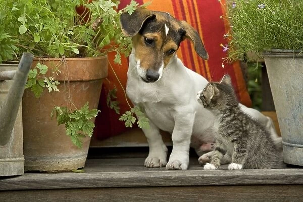 Dog - 3 month old Jack Russell Terrier Puppy with 2 month old kitten