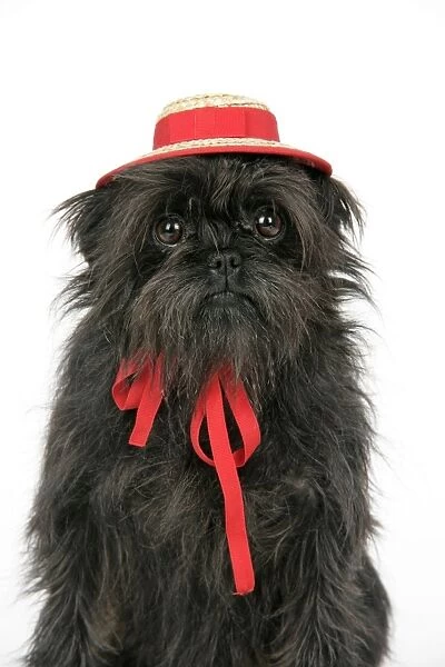 DOG. Affenpinscher with hat