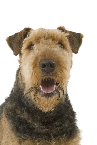 Airedale terrier deals for sale