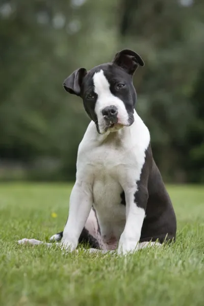 American staffordshire deals terrier puppies